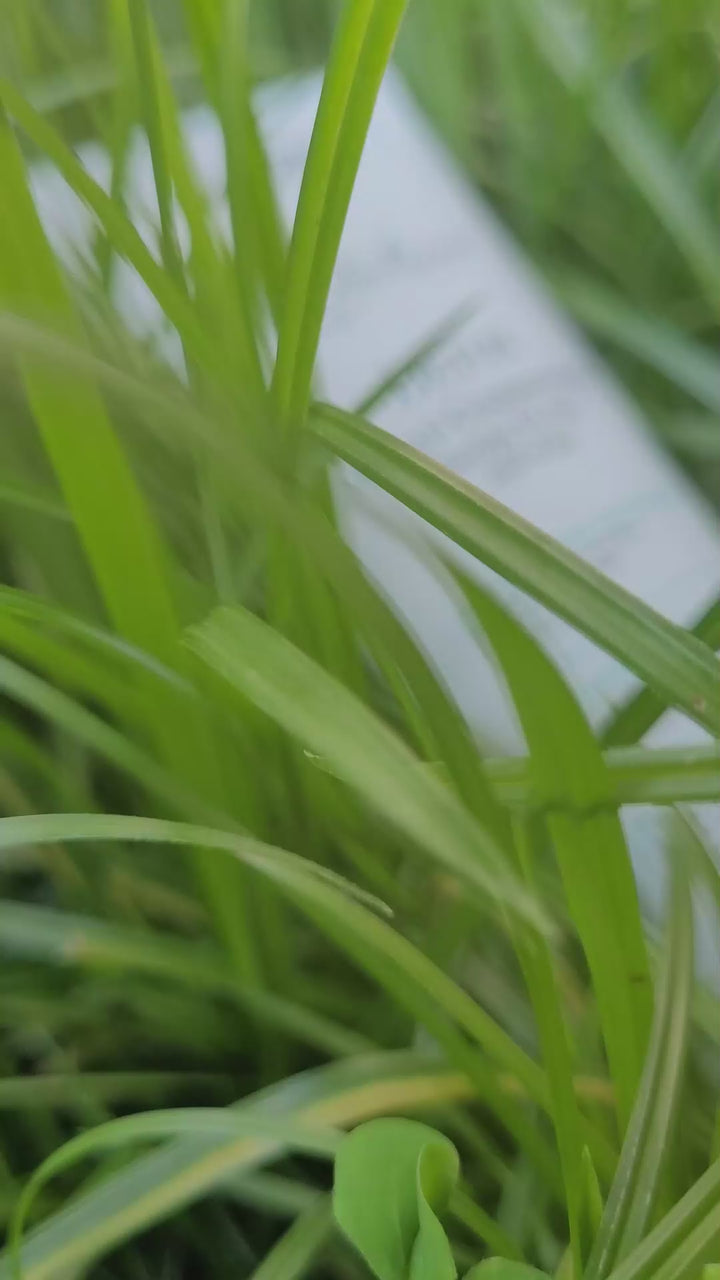 Kit Cronology Detox Sweet Professional